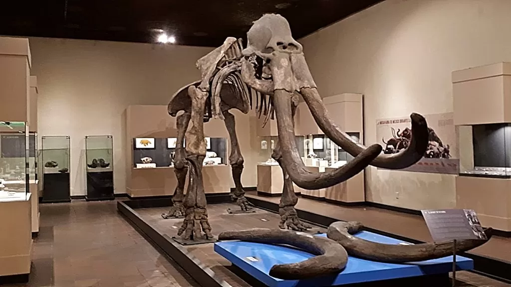 Museo de Paleontología de Guadalajara