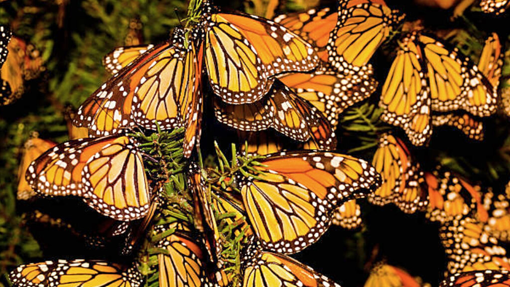 Reserva de la Biosfera de la Mariposa Monarca