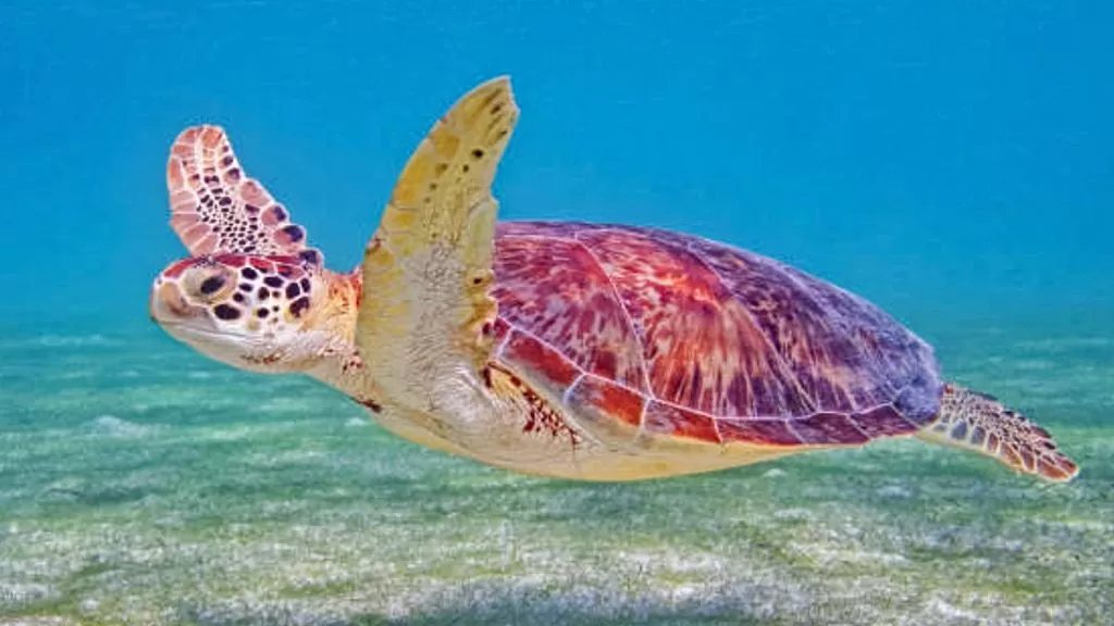 tortugas en la playa akumal en la riviera maya