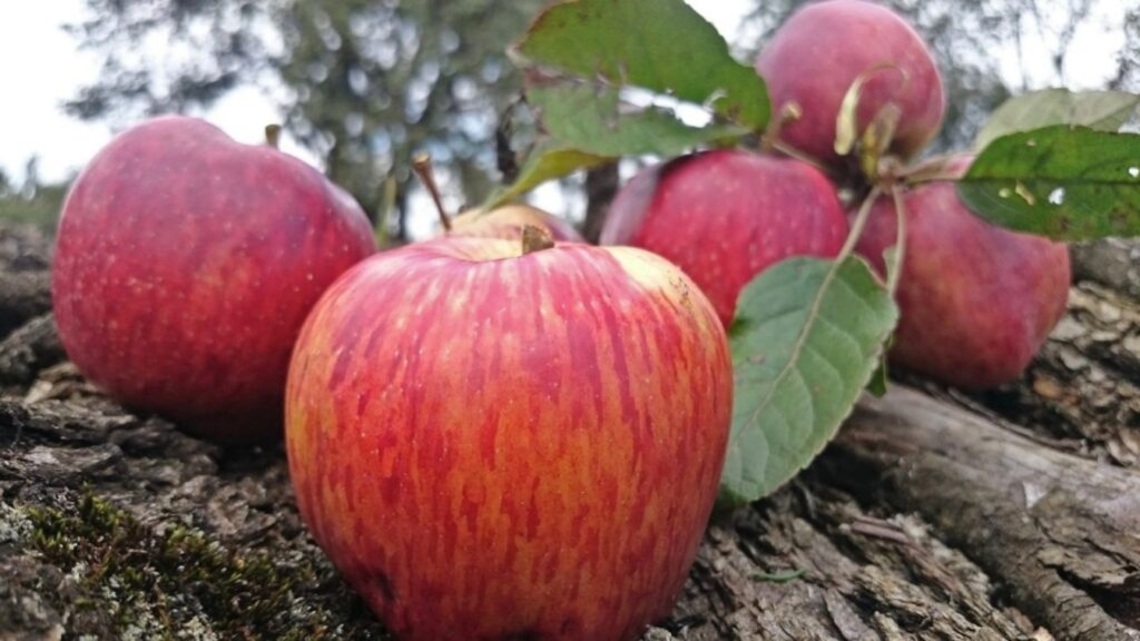 Manzanas de Zacatlán